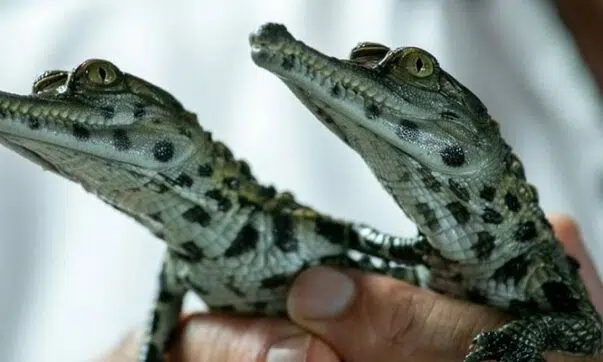 Comment se nomme le bébé crocodile