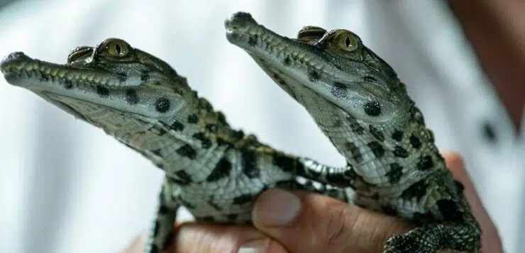 Comment se nomme le bébé crocodile