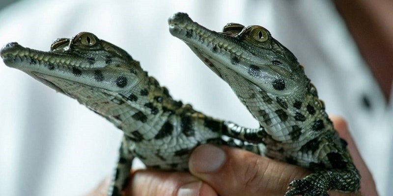 Comment se nomme le bébé crocodile ?