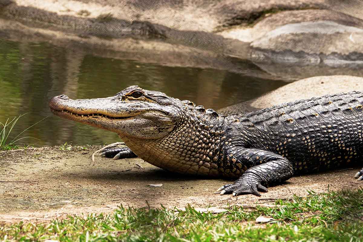 Le petit monde fascinant des crocodiles