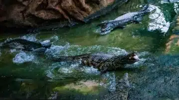 Le petit monde fascinant des crocodiles