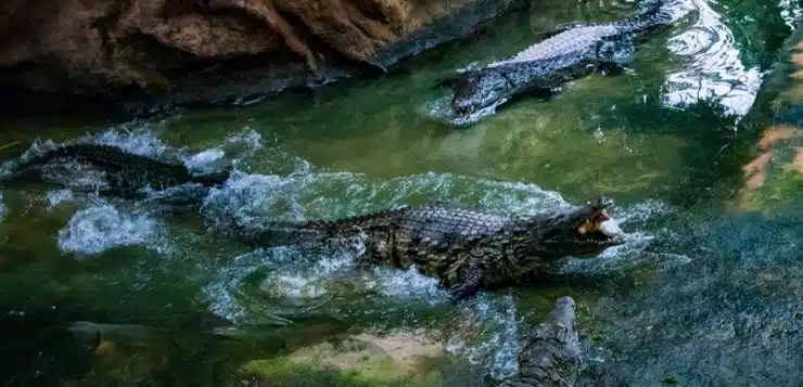 Le petit monde fascinant des crocodiles