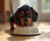 Miniature de chiot dachshund mangeant des croquettes saines
