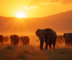 Herde d'elephants au lever du soleil dans la savane