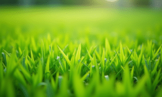 Un gazon sans mauvaises herbes : nos astuces et conseils