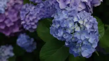 hortensias