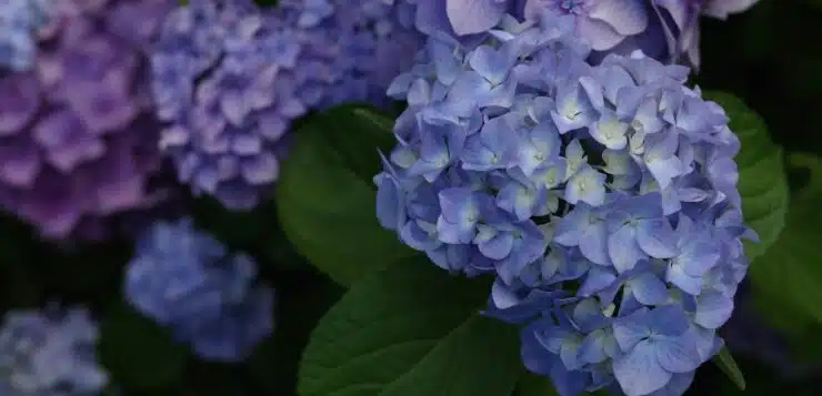 hortensias