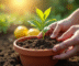 Mains transplantant un jeune limonier en pot en plein air